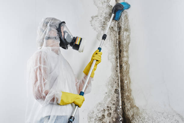 Best Industrial Mold Remediation in Somers Point, NJ