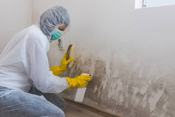 Best Attic Mold Remediation in Somers Point, NJ