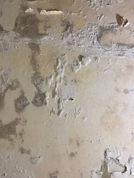 Best DIY Mold Remediation Support Services in Somers Point, NJ