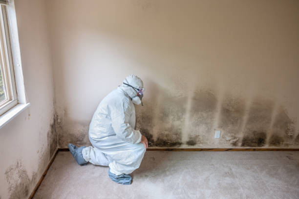 Best Basement Mold Remediation in Somers Point, NJ