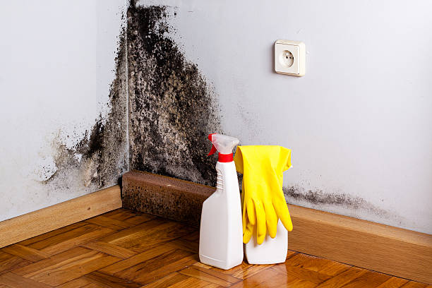 Best Commercial Mold Remediation in Somers Point, NJ