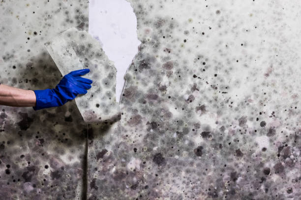 Best Post-Flood Mold Remediation in Somers Point, NJ